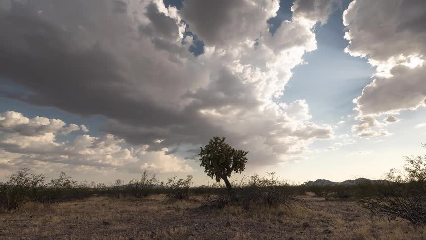 Timelapse of a lone cholla cactus in the vast desert as dramatic clouds roll across the sky at sunset
