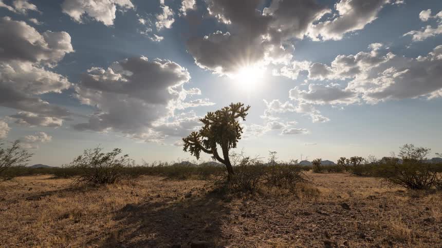 A stunning timelapse captures clouds drifting over a solitary cholla cactus in a sun-drenched desert landscape