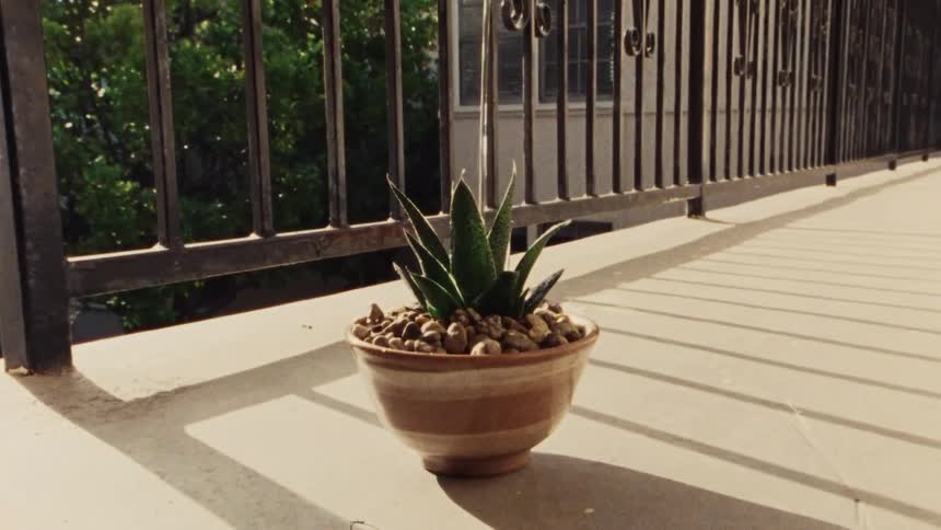 A small succulent in a ceramic pot is watered on a sunny balcony with shadows from the railing