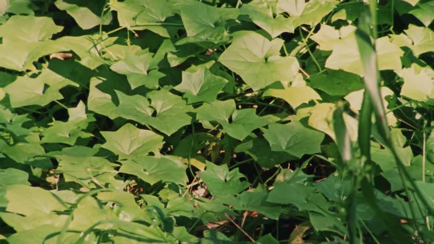 Authentic 1970s film footage shows a static close-up of sun-dappled green ground cover