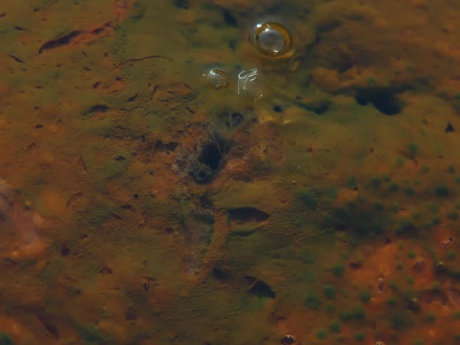 Bubbles of gas rise to the surface from the bottom of a murky, algae-covered pond