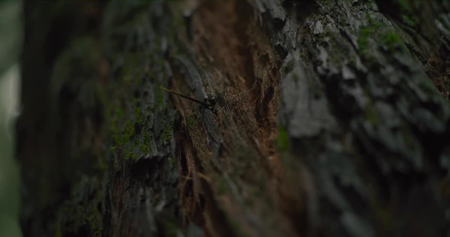 A macro shot of a black and yellow long-horned beetle climbing a moss-covered tree trunk in a dimly lit forest
