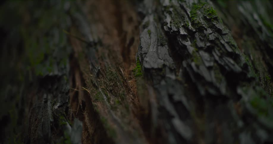A close-up slow pan reveals the intricate textures of mossy tree bark in a quiet forest