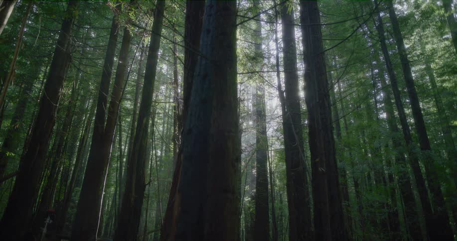 Sunlight streams through the dense canopy of a majestic redwood forest in a slow dolly reveal shot