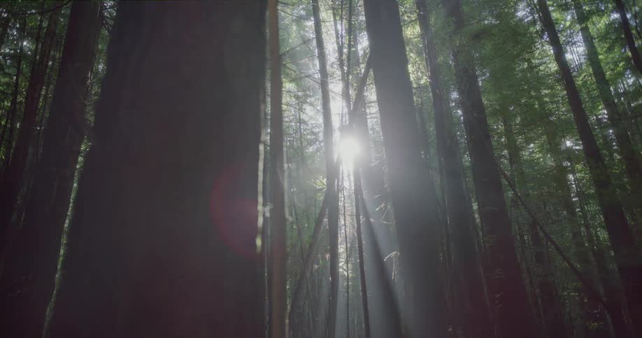 Sunlight creates ethereal light rays and a cinematic lens flare as it filters through the canopy of a dense, ancient redwood forest