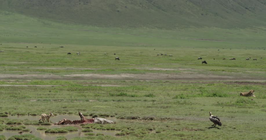 Vulture near prey in an open field