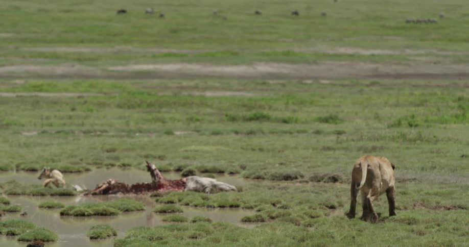 Lioness running by killed prey on the ground