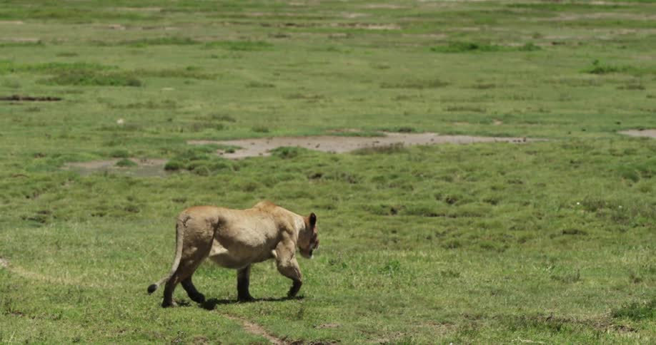 A lion running across a plain towards water