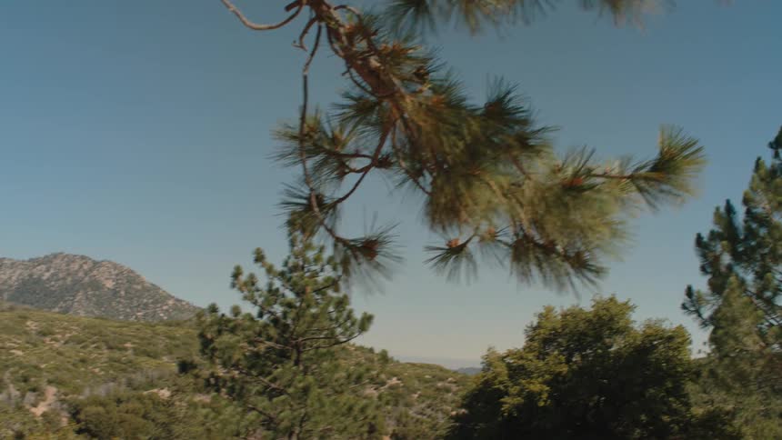 A focus pull from a pine tree branch reveals a scenic mountain landscape on a sunny day