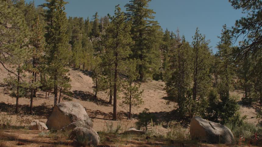 A fast zoom-out from the forest floor with pine cones reveals a beautiful, sunny pine forest on a mountainside