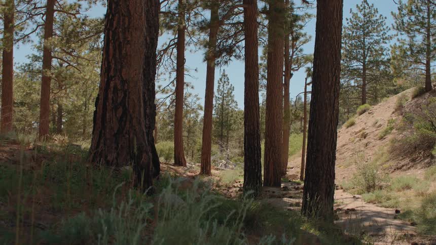 A quick dolly zoom through a tranquil pine forest reveals a sunlit dirt path