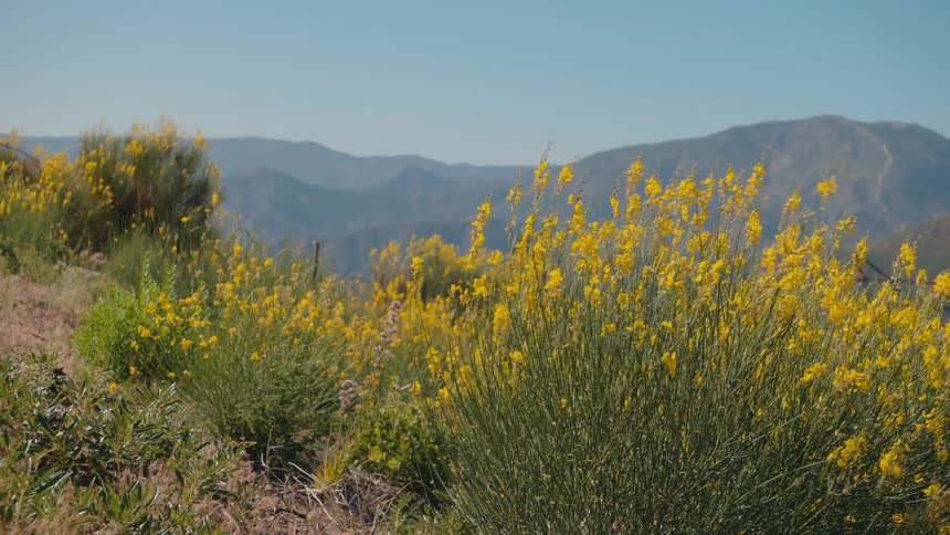 Vibrant yellow wildflowers sway in a gentle breeze on a sunlit hillside overlooking a vast mountain range