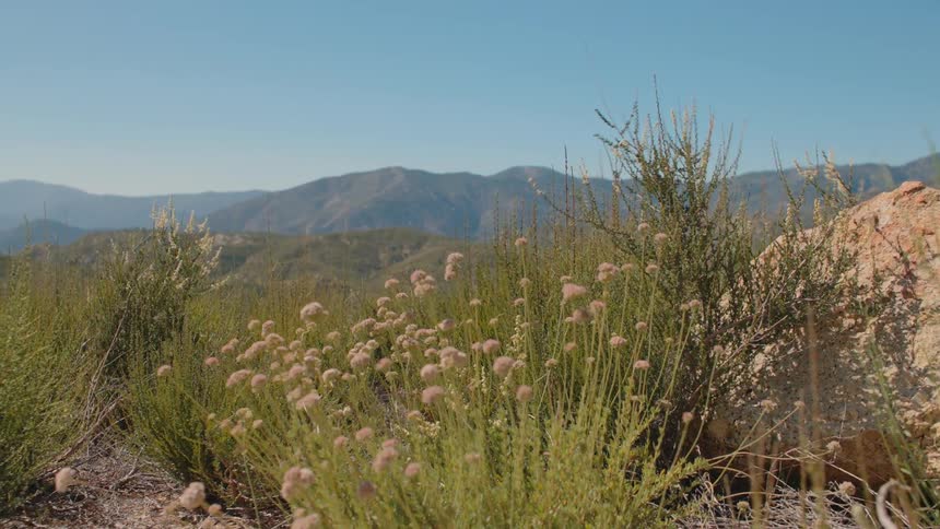 A scenic view of rolling green mountains under a clear blue sky, with wildflowers gently swaying in the foreground