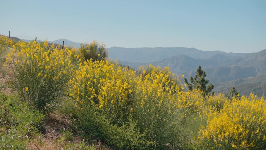 Bright yellow wildflowers sway in the breeze on a sunny hillside with a vast mountain landscape behind them
