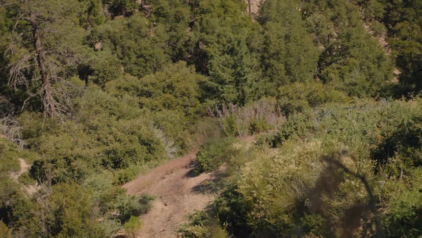 A fast, disorienting warp zoom into a beautiful patch of purple wildflowers growing on a sunlit mountainside