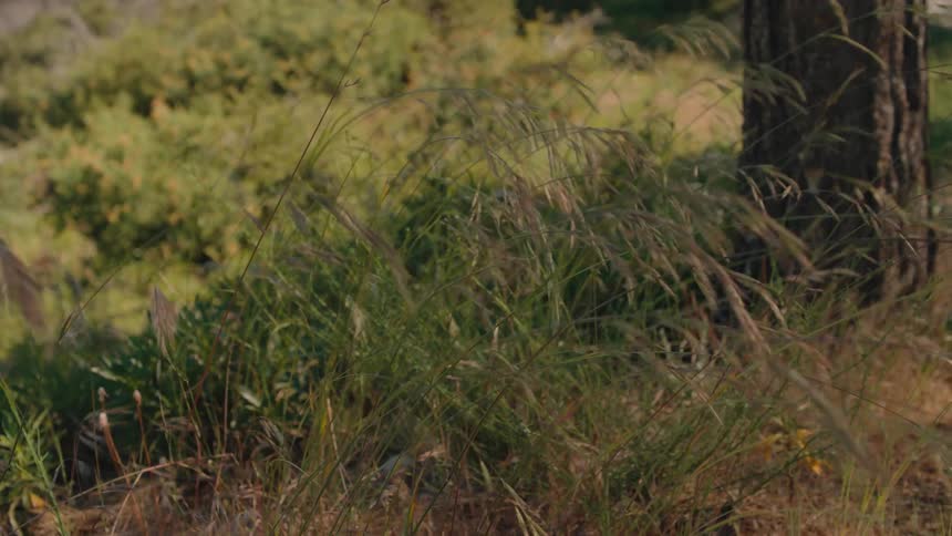 Close up of wild grass swaying gently in a sunlit breeze next to a tree