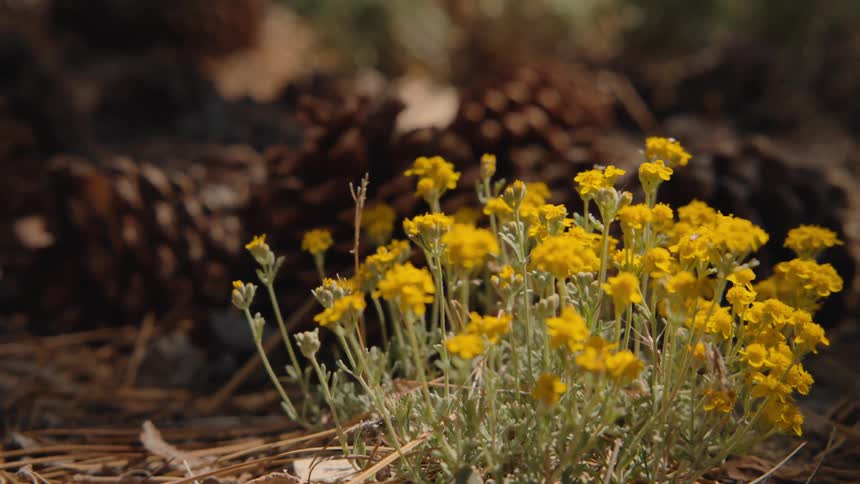 A close-up slow focus pull reveals a patch of vibrant yellow wildflowers growing among pinecones on the forest floor