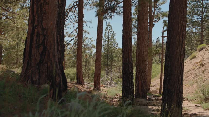 The camera tilts up from the shady forest floor, revealing a sunny pine forest with a hiking trail