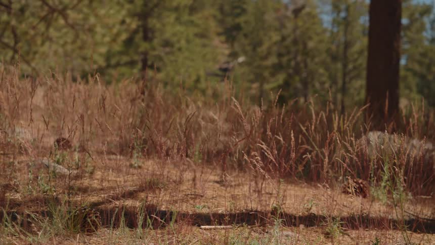 A wild turkey stands amongst the tall, dry grass in a sunlit pine forest on a calm day