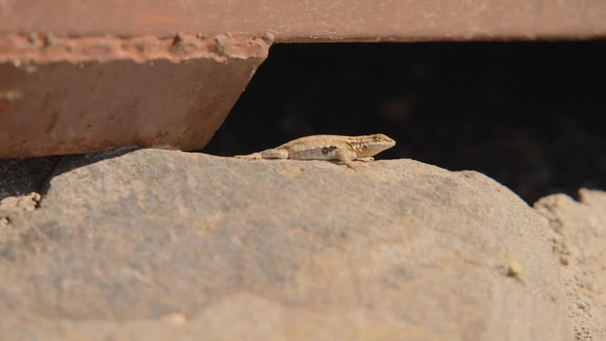 A small lizard sunbathes on a rock in the shade of a rusty metal structure