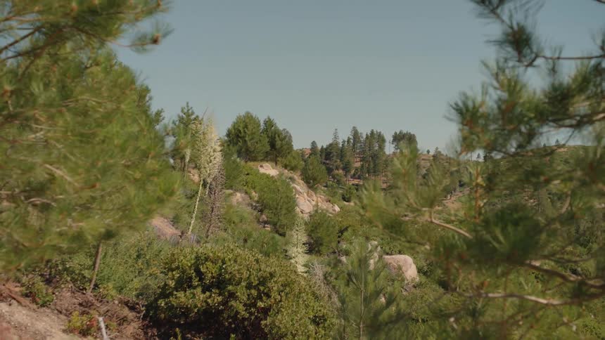 A scenic view from a forested mountainside looking out at lush green hills under a clear sky