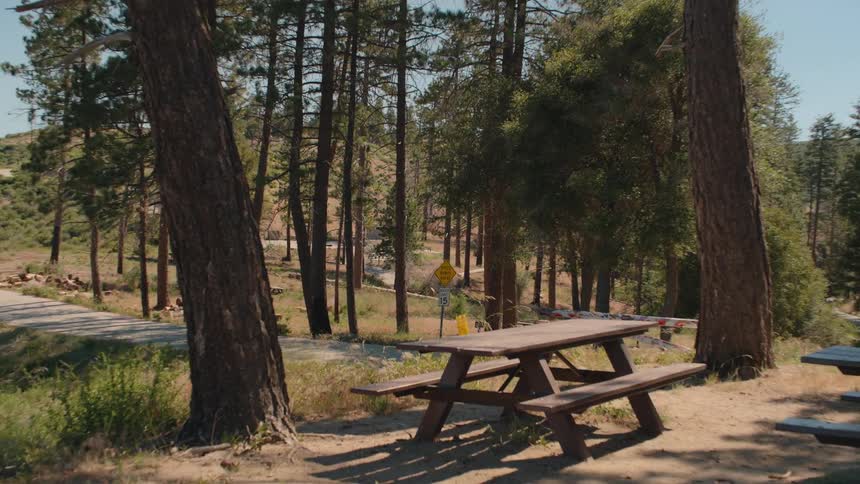 A serene view of an empty picnic table nestled among tall pine trees in a forest on a sunny day
