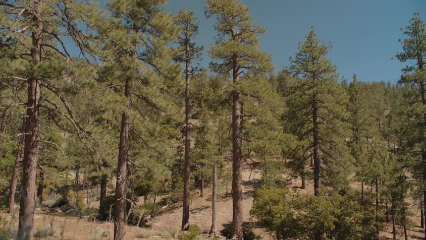Camera tilts up from a desert sagebrush to reveal a sprawling pine forest in the mountains on a clear day