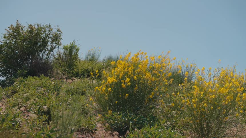 Vibrant yellow flowering bushes sway gently in the wind on a green hillside under a clear blue sky