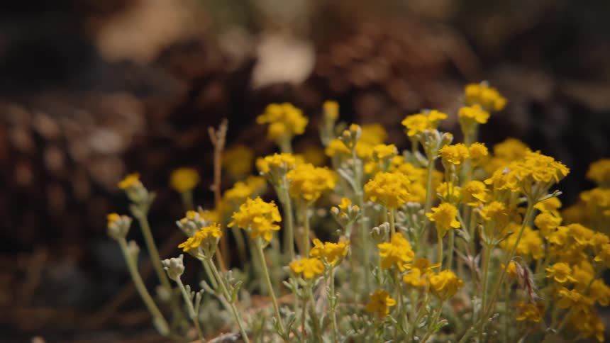 A close-up shot of small yellow wildflowers swaying in the breeze on a sunlit forest floor, with pine cones in the background