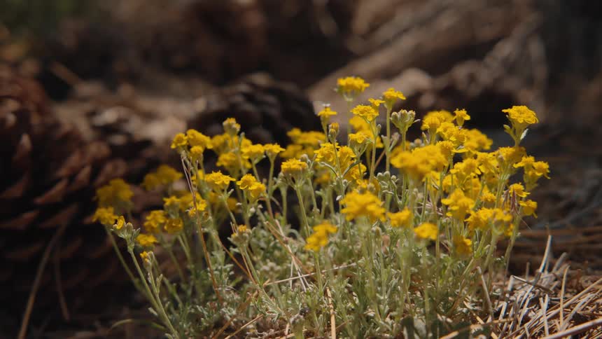 A close-up view of delicate yellow wildflowers blooming amongst pine needles and cones on a sunny forest floor