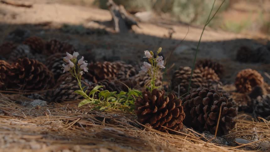 A delicate pink wildflower sways gently in the breeze amidst a bed of fallen pine cones on the forest floor
