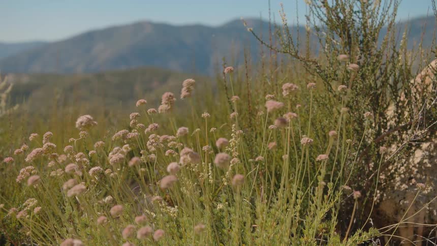 A dolly zoom lands on a patch of delicate pink wildflowers gently swaying in the breeze with a scenic mountain range in the background