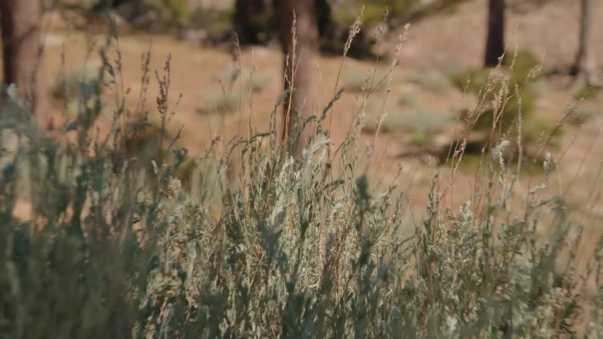 A dynamic whip zoom transitions from a close-up of sagebrush to a reveal of a sunny, sparse pine forest
