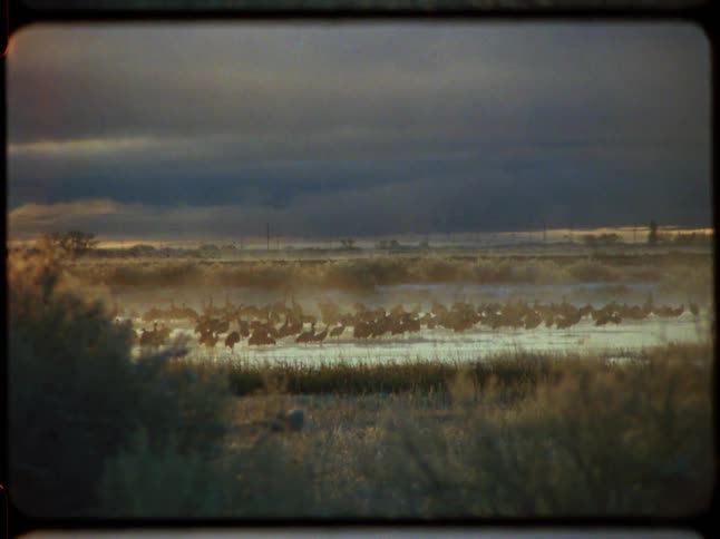 A large flock of sandhill cranes gather in a misty, golden-lit wetland at dawn, captured on vintage film