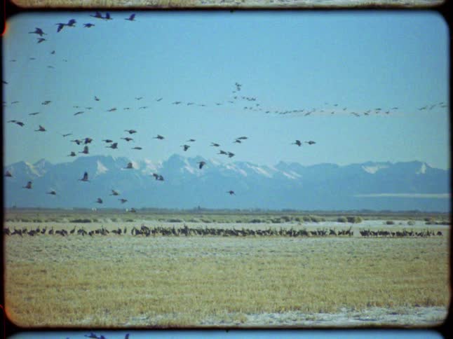 A vintage shot shows a massive flock of birds migrating over a snowy field with a majestic mountain range in the background