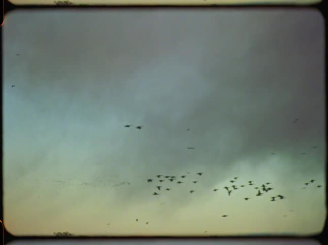 Vintage 8mm footage shows a flock of birds migrating across a moody, overcast sky