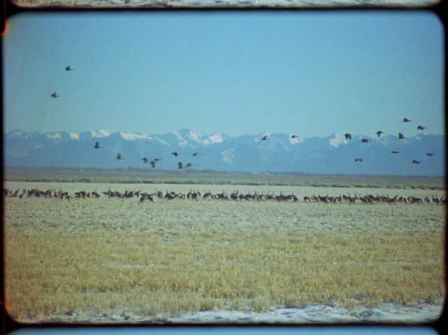 Vintage footage captures a flock of sandhill cranes flying over a field with snow-capped mountains in the background