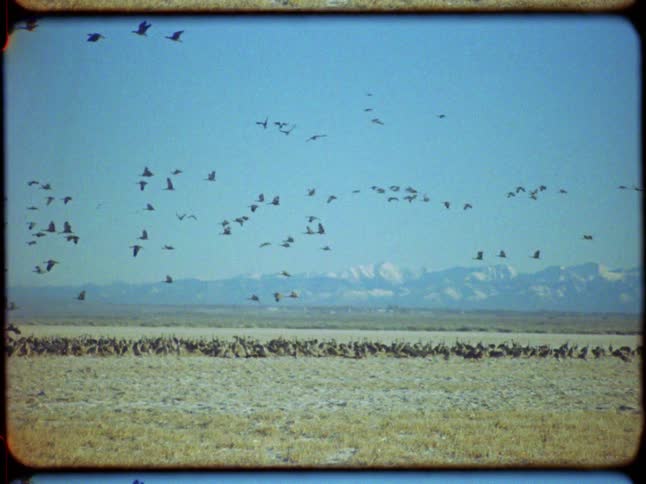 A huge flock of migrating birds takes off from a grassy plain, flying across a clear blue sky with snowy mountains in the distance