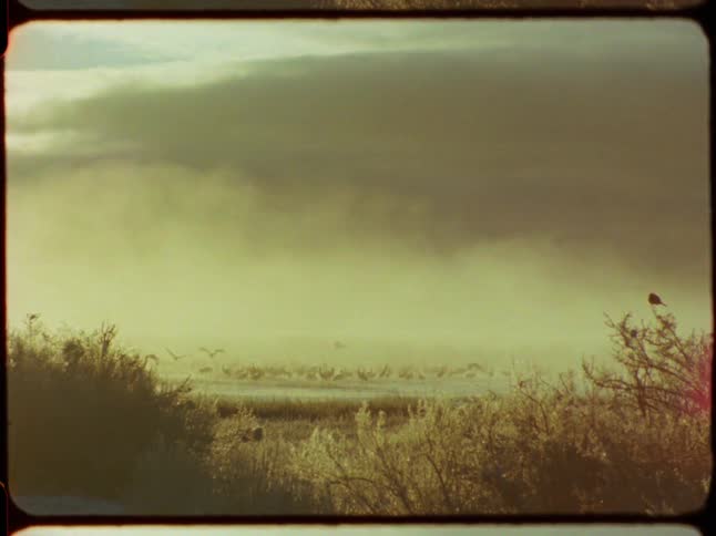Authentic Super 8 footage shows a flock of cranes taking off in slow motion from a misty marsh at dawn