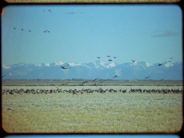 Slow-motion vintage footage captures a flock of birds migrating over a vast plain with snow-capped mountains in the distance