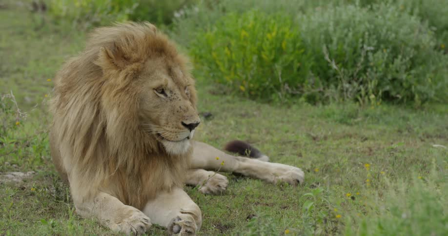 Lion resting lazily on a short grassy field