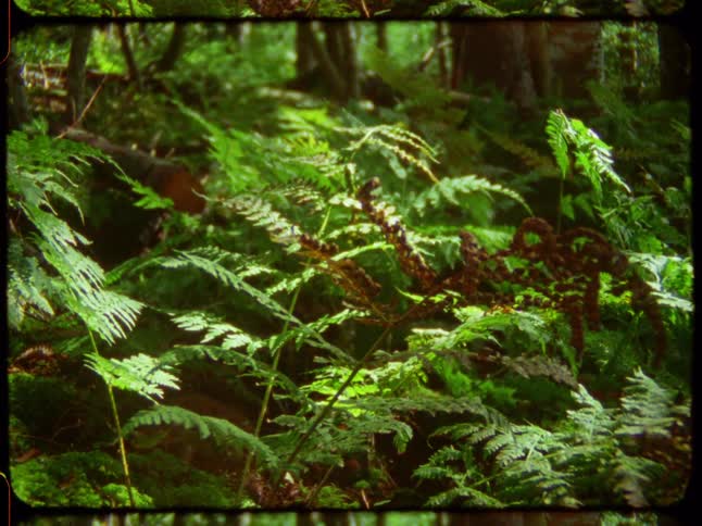 An archival, vintage-style shot shows lush green ferns on the sunlit floor of a dense forest