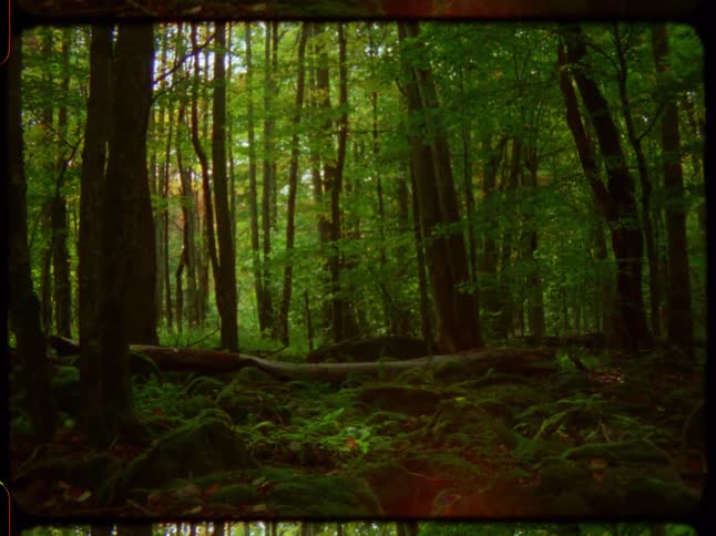 A moody, vintage film shot of sunlight and shadows moving through a lush, green forest