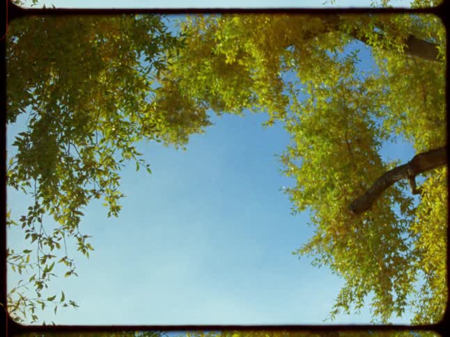 A low-angle, vintage film-style shot looks up through vibrant yellow-green tree leaves swaying gently against a clear blue sky