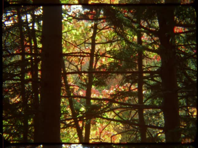 Vintage 8mm film captures the vibrant colors of an autumn forest through dense evergreen trees