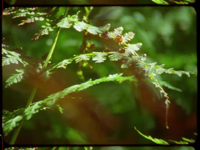 Vintage film style close-up of a delicate fern frond illuminated by dappled sunlight in a forest