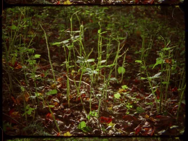 A close-up, retro film look at new growth sprouting from fallen leaves on a quiet woodland floor