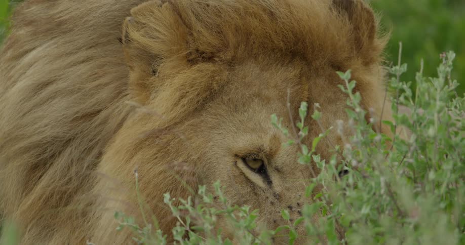 Lion laying in a field