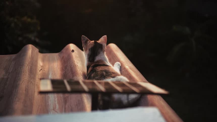A contemplative calico cat relaxes on a tin roof, bathed in the golden light of sunset