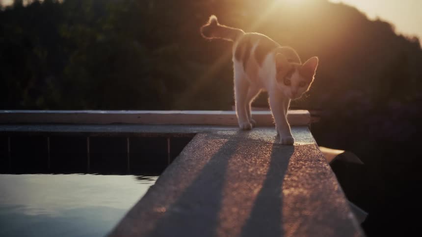 A curious calico cat cautiously walks in slow motion along the edge of an infinity pool, backlit by the warm glow of the setting sun